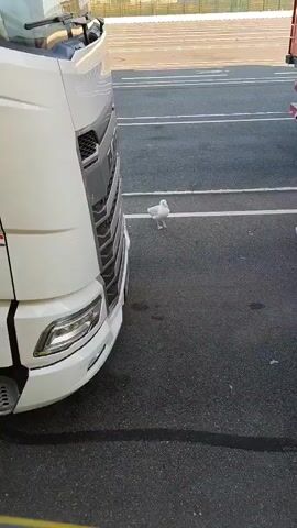 A white seagull is standing on asphalt in a parking lot between two trucks. The seagull is facing left, with its head down, and appears to be eating something off the ground. The left truck is white and large, with its front visible. The right truck is red and white, with its rear visible. The parking lot is marked with white lines. The background is blurry but appears to be a fence or building. The video is short and appears to be filmed from a low angle.