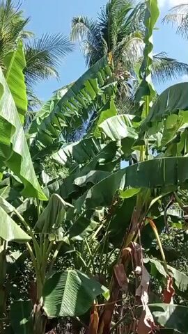 The video displays a close-up view of lush, green banana leaves under a bright blue sky. Tall palm trees are visible in the background. The leaves are large and wavy, with some dry, brown leaves mixed in. Sunlight filters through the foliage, creating a dappled effect. The scene appears to be outdoors, likely in a tropical or subtropical climate, with a focus on the natural growth of banana plants and palm trees.