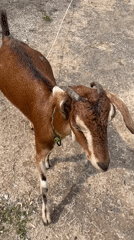 Goats graze in Perumbakkam, India during morning hours