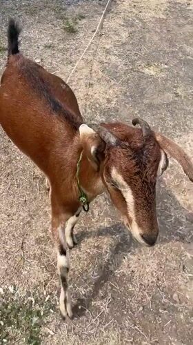 Goats graze in Perumbakkam, India during morning hours