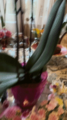 Plovdiv resident documents home items, orchid, luxury watch