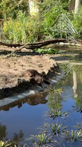 A brown otter stands on a dirt bank at the edge of a pond. The otter is facing away from the camera, sniffing at some plants. The pond is surrounded by green plants and trees. A metal structure is in the background. The sky is blue and reflected in the water.