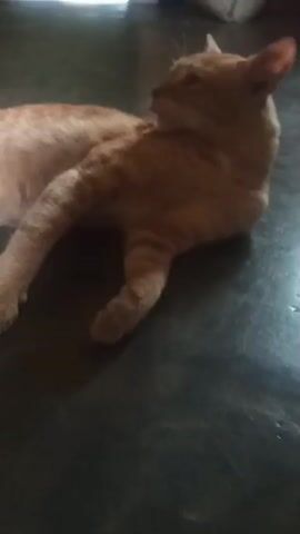 An orange tabby cat lies on a dark floor. Its body is stretched out with its front legs extended forward and its back legs tucked underneath. The cat's head is lowered and its eyes are partially closed, suggesting it is resting or sleeping. The floor appears to be a hard surface, possibly tile or linoleum. The lighting is dim, with a brighter area visible in the upper background.
