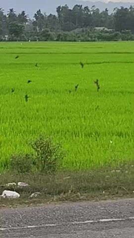 A wide shot captures a vibrant green rice paddy field under a cloudy sky. Numerous small, dark birds are scattered across the field, some in flight and others seemingly perched or foraging within the rice stalks. The field stretches into the distance, meeting a line of trees and hills. In the foreground, a grey asphalt road runs horizontally across the bottom of the frame, with a patch of dry grass and some scattered white and pink debris on the verge between the road and the paddy. The overall impression is a natural rural landscape with birds present in the agricultural area.