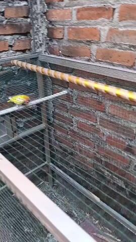 A birdcage with several cages within it is shown. One bird is visible in the top left cage, and another is visible in the bottom right cage. The birdcage is made of metal and wire mesh and is situated outdoors next to a brick wall. The ground is paved with red tiles. A yellow and white striped perch extends across the top of the birdcage. The camera pans from left to right, showing the length of the birdcage and its occupants.