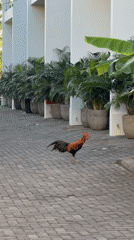 Quiet Kuta Selatan morning: kids, animals, and neighborhood life