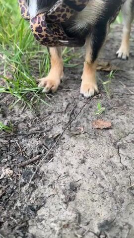 The video is a close-up shot of a small black and tan Chihuahua wearing a leopard-print harness. The dog is standing on a path made of dirt and small rocks, with grass and trees in the background. The dog's paws are visible in the foreground, and it is looking to the left of the frame. The scene appears to be outdoors, possibly in a park or wooded area, near a body of water. The lighting is natural and soft, suggesting it is daytime.