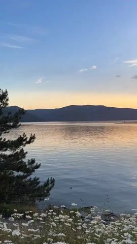 A serene waterfront with a field of white flowers in the foreground. A calm body of water stretches across the midground with mountains in the background under a blue sky. The sun is setting on the right, casting an orange glow on the water and sky.