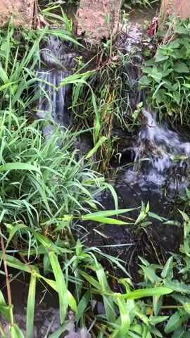 A close-up video shows a small, rocky waterfall with lush green grass and plants growing around it. The water appears to be flowing from the top left of the frame, cascading down over dark rocks and into a pool below. Sunlight filters through the leaves, creating dappled patterns on the water and surrounding foliage. The scene is peaceful and natural, evoking a sense of tranquility.