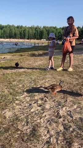 This video captures a serene summer day at a lake, likely a popular recreational spot given the numerous people enjoying the water and shoreline. Two young girls stand on a sandy bank, one in a white bucket hat and the other with glasses, appearing to be interacting with ducks. In the foreground, a mallard duck is present, and another is partially visible near the water's edge. The lake is populated with swimmers, and the background is a dense forest, suggesting a natural, wooded environment. The sun is high in the sky, casting long shadows and indicating it is likely late afternoon or early evening. The weather appears clear and warm, typical of a summer day. The overall atmosphere seems relaxed and joyful, with people enjoying outdoor activities. There is no visible text in the video. The setting evokes a sense of community and leisure, with families and individuals coming together to enjoy the natural beauty and recreational opportunities of the lake. The presence of the ducks adds a touch of wildlife to the scene, enhancing the idyllic summer vibe.