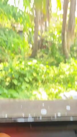 This is a video taken from inside a building looking out at a lush, green outdoor scene. The foreground is filled with dense foliage, including broad green leaves and smaller leafy plants. In the middle ground, several tall coconut trees stand with their fronds extending upwards and downwards. Their trunks are visible, and some appear to have coconuts. Sunlight filters through the leaves and trees, creating bright patches and shadows. In the background, there are glimpses of what appear to be buildings or structures. There is also a white plastic bag visible on the ground in the lower right corner. The video pans slightly to the right, offering a wider view of the vegetation and trees.