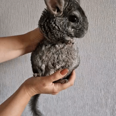 Fluffy chinchilla held up against a grey wall in Almaty