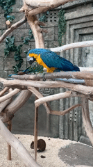 Zoo visitor documents macaw, flamingos, tropical fish in Minsk
