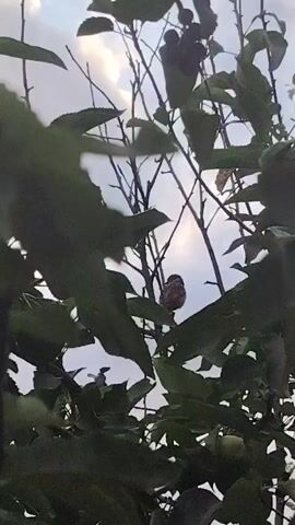 The video shows a small bird perched on a branch of a tree. The bird is facing towards the right side of the frame. The background is a cloudy sky. The branches and leaves of the tree are visible in the foreground and around the bird. There are also some green fruits visible on the lower part of the tree. The lighting suggests it is either early morning or late afternoon.