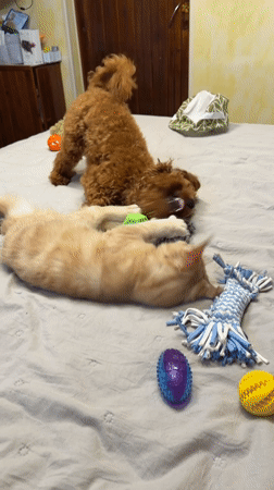 Poodle and ginger cat playing on a bed in Sofia