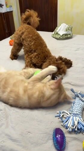 Poodle and ginger cat playing on a bed in Sofia