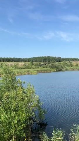This is a vertical, medium-shot, panning video of a calm lake surrounded by lush green vegetation and trees under a bright blue sky with scattered white clouds. The camera pans from left to right, showcasing the lake's surface rippling gently and the varied textures of the shoreline. On the left side, tall green reeds and bushes frame the water. The middle ground features a rolling landscape with more trees and foliage, and in the distance, a line of trees forms the horizon. The overall impression is one of a serene, natural, and undeveloped landscape on a clear day. There are no people or animals visible in the video.