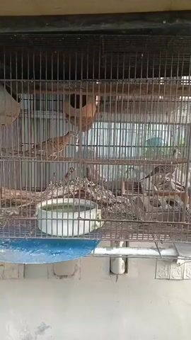 A bird cage is viewed from the outside. Inside the cage, several birds are visible. One bird, a zebra dove, is perched on a horizontal branch in the center of the cage, facing left and looking upwards. Another bird, also a zebra dove, is perched on a horizontal branch on the left side of the cage, facing right. A third bird, a budgerigar, is visible on a horizontal branch on the right side of the cage, facing left. A fourth bird, also a budgerigar, is perched on a horizontal branch on the far right of the cage, facing left. A birdhouse is mounted on the back wall of the cage, above the center. A white bowl containing water is positioned on the floor of the cage in the center. The cage is made of metal bars and is positioned outdoors, with a concrete wall visible in the background.