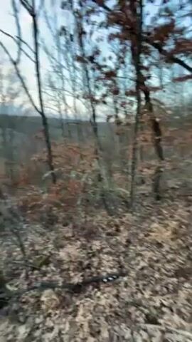 The camera pans across a densely packed woodland area on a cloudy day. The ground is covered with fallen leaves, and the trees are bare except for a few dry leaves still clinging to their branches. In the distance, a view of the landscape can be seen, partially obscured by the trees. The sky is a mix of light blue, white, and hints of orange, suggesting either sunrise or sunset.