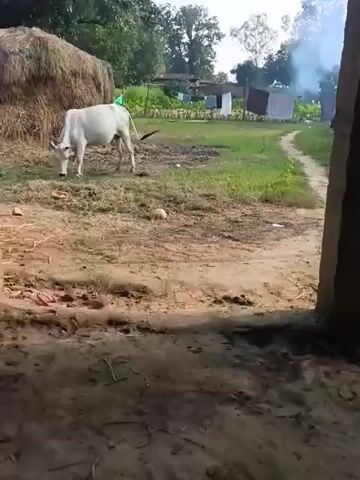 A white cow grazes on grass near a large haystack. The scene appears to be a rural or farm setting, with some buildings and trees visible in the background. There is smoke rising in the distance, possibly from a fire or cooking. The foreground is a dirt path or ground. The video is from a fixed camera angle.