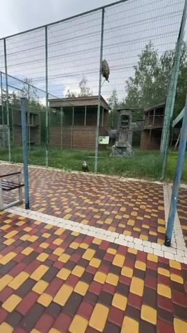 The video shows two vultures inside a fenced enclosure. One vulture is perched high on a metal pole, while the other is standing on the ground in front of a wooden structure. The enclosure has a paved walkway with a red, yellow, and brown checkerboard pattern in the foreground. Behind the vultures, there are trees and more enclosures made of wood and wire mesh. A sign with images and text in Russian is visible on the fence. The sky appears overcast.