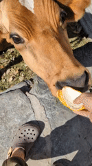 Rural morning routine captured in Haini village, India