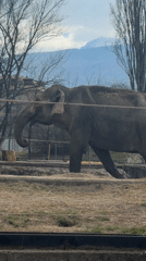 Visitors document animals and recycled art at Sofia Zoo
