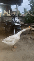 Goose standoff and a small burn in rural Mandaong