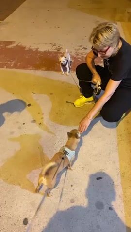 A woman with short blonde hair and glasses kneels on a concrete path with two small dogs. One dog, a light brown chihuahua with a blue harness, is in the foreground, facing the woman. A second, smaller white chihuahua is in the background, also facing the woman. The woman is holding a leash in her right hand and extending her left hand towards the brown dog. She is wearing a black t-shirt, black pants, and bright yellow sneakers. The setting appears to be outdoors, possibly a street or sidewalk, with yellow and red painted markings on the ground. Shadows are cast on the ground, suggesting it is either late afternoon or early evening, or there is artificial lighting. The woman seems to be interacting with the dogs, possibly training them or offering a treat. One of the dogs, the brown one, is looking up at the woman with its tongue slightly out, conveying an expression of eagerness or excitement. The overall mood appears playful and affectionate. There is no visible text in the image.