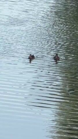 Two ducks are swimming in a body of water. The water is rippled, indicating movement. The ducks are facing away from the camera, and their bodies are partially submerged. The background is blurry and appears to be foliage.