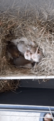 Rabbits at home, from newborn litters to snack time