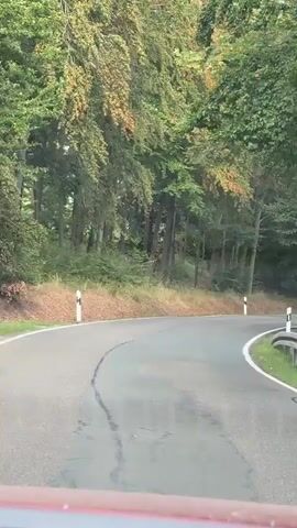 The video shows a first-person view of driving on a paved road that curves through a forest. The trees on either side are dense, with some leaves starting to turn yellow and orange, suggesting it is autumn. White posts with red tops mark the side of the road. The road surface appears wet, indicating recent rain. There are no other vehicles or people visible. The scene is peaceful and natural.