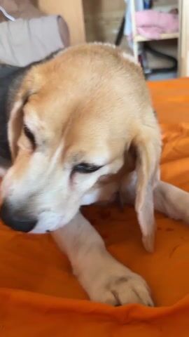 The media file is a short video clip of a beagle dog lying on an orange surface, which appears to be a bed or a couch. The dog is the sole subject of the video. The background is slightly out of focus but suggests an indoor setting, possibly a room with wooden furniture and shelves. The lighting indicates it is daytime.

The dog's expression changes throughout the clip. Initially, it appears calm and perhaps a little sleepy, with its head resting on its paws. Then, the dog opens its mouth wide, revealing its teeth and tongue, and makes a barking or panting sound. The movement of its head and mouth is quite pronounced. Finally, the dog closes its mouth and resumes its resting position, with its head lowered.

The dog has the classic beagle coloring of brown, black, and white fur. It has long, floppy ears and dark brown eyes. There is a small black mole on its nose. The orange surface it is lying on is textured. No text is visible in the media file. The overall impression is a playful or excited moment captured from the dog.