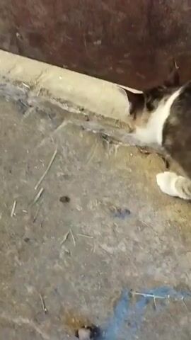 The video shows a close-up of a tabby kitten lying down on a concrete surface. The kitten is looking down and to its right, with its eyes partially closed. Its fur is a mix of gray, black, and white, with distinctive tabby stripes on its head and back. One of its front paws, which is white, is visible. The background is out of focus but appears to be a dark, textured surface, possibly wood or dirt. There are some dry straw-like pieces scattered on the concrete. The lighting suggests it might be indoors or in a shaded outdoor area, with a warm, artificial light source illuminating the kitten from the front. There is no visible text in the video. The overall impression is of a young, possibly resting or wary, domestic cat in a somewhat rustic or utilitarian environment. Given the location context of Залескі сельскі Савет, Belarus, the setting could be a rural area, perhaps a barn, shed, or an outdoor sheltered spot. The kitten's posture and partially closed eyes might indicate relaxation or a moment of quiet observation.