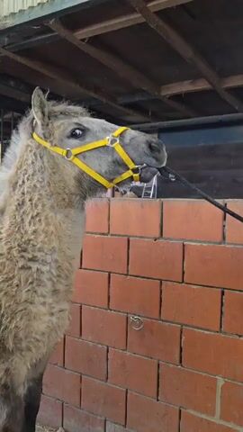 A short video shows a shaggy horse indoors in a stable. The horse is grey and light brown, with a yellow halter. It is tethered to a brick wall. The stable has a corrugated metal roof, and light comes in from the outside. The horse's fur is curly and fluffy. The horse seems restless.