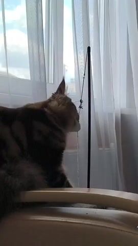 A brown and black tabby cat sits on a beige surface in front of a sheer white curtain. The cat is facing right and looking up at a thin black pole with a thin string attached to it. The string dangles down in front of the cat.