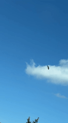 Bird soars through clear skies over Ravno pole, Bulgaria