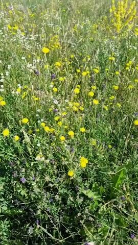 The video shows a close-up view of a meadow filled with various wildflowers. The flowers are predominantly yellow and white, with some hints of purple. The grasses are tall and green, creating a lush and natural environment. The sunlight appears to be bright, illuminating the scene and casting shadows. In the background, a treeline is visible on a gentle slope, and the sky is a pale blue. The camera pans slightly, offering a dynamic perspective of the field. There are no people or animals visible in the video.