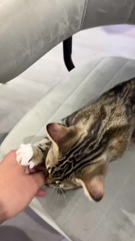 A short video shows a person petting a tabby cat. The cat is lying on a light gray cushioned surface, possibly a chair. The cat is striped with black and brown markings and has white paws. The person's hand, with manicured fingernails, gently strokes the cat's head and ears. The cat appears relaxed and comfortable, with its eyes closed in some shots. The background is blurred but suggests an indoor environment with a wooden floor.