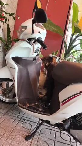 A short video shows a small, brown and black dog sitting on the footrest of a white Honda scooter parked in a courtyard. The scooter has a dark brown seat and a white helmet.  The dog jumps off the scooter and moves toward the entrance of a building. The courtyard is tiled with patterned brown and white tiles, and several plants in white pots are visible in the background. The building has a red exterior.