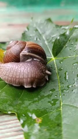 This is a close-up, static shot of a snail on a wet, green leaf. The snail is facing right and its shell is brown with darker brown stripes. The leaf has water droplets on it. The background is blurred, but appears to be a wooden surface with green paint.