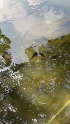 The video shows a cluster of fish swimming in murky water. The water reflects the sky and clouds above. Greenery lines the edge of the water. Ripples disturb the surface where the fish are swimming.
