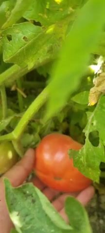 The video shows a close-up shot of a hand gently touching a ripe tomato on a vine. The tomato is round and red, with a slightly green hue on one side, indicating it is nearing full ripeness. The surrounding leaves of the tomato plant are visible, some showing signs of natural wear and tear, like small holes. The background is slightly blurred, suggesting a focus on the tomato and the hand. The lighting appears to be natural daylight, highlighting the texture and color of the fruit.
