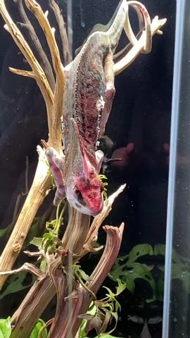 A chameleon is hanging upside down from a branch. A hand is extended towards the chameleon. The chameleon is light brown and green with some pink and purple markings. The hand is holding the chameleon. The chameleon is looking at the hand. The background is blurred and appears to be inside a terrarium. There are plants and branches in the background.