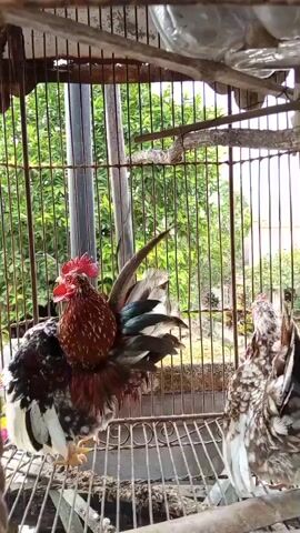 The video shows two chickens in a cage. The chicken on the left is a rooster, with a brown and black body and a red comb. The chicken on the right is a hen, with a speckled brown and white body. They are standing on a metal grate inside the cage. The background is blurry, but appears to be an outdoor environment with green foliage and trees. The cage is made of metal bars.