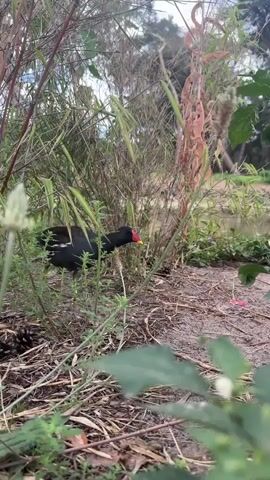 A black bird with white markings on its wings and a red beak walks on the ground near a body of water. It is surrounded by tall grass and plants. The bird is pecking at the ground. The video is shot from a low angle.