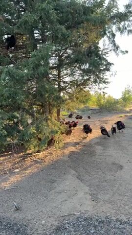 The video shows a flock of turkeys gathered in a dirt clearing next to a large evergreen tree. The turkeys are predominantly dark-colored with some having visible red wattles. Several turkeys are walking on the dirt path, while others are stationary. Some turkeys are partially obscured by the tree's branches. The sun is casting long shadows, indicating it is likely early morning or late afternoon. The environment appears to be rural or semi-rural, with trees and vegetation visible in the background. There are no people visible in the video.