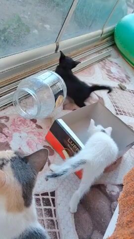 A calico cat is in the foreground facing away from the camera. In the middle ground, a white kitten with gray markings is inside a cardboard box. A black kitten is standing on its hind legs near the box, facing a glass jar. The kittens are in an indoor environment with a window and a patterned floor covering.