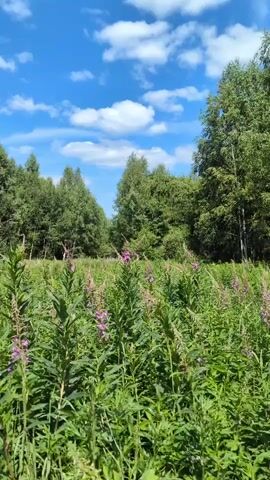 This is a vertical, eye-level shot of a sunlit meadow filled with tall green plants, some of which have small purple flowers. The meadow is bordered by a dense forest of lush green trees, with some taller, lighter-colored trees interspersed. The sky is a vibrant blue, dotted with fluffy white clouds, suggesting a clear and pleasant day. The sunlight indicates it is daytime, likely late morning or early afternoon. The scene evokes a sense of natural beauty and tranquility, characteristic of a rural summer landscape. There are no visible people or man-made objects in the frame, emphasizing the untouched nature of the scene. The text "Да, хорошая полянка." appears at the end of the clip, which translates to "Yes, it's a nice clearing." from Russian. The location context is provided as Velikovo, Russia.