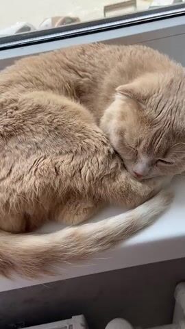 A hand pets a light orange cat with folded ears lying on a white window sill. The cat has its eyes closed and seems to be sleeping. The person petting the cat uses their fingers to stroke the cat's head and neck. The background shows a blurred view of buildings outside the window.